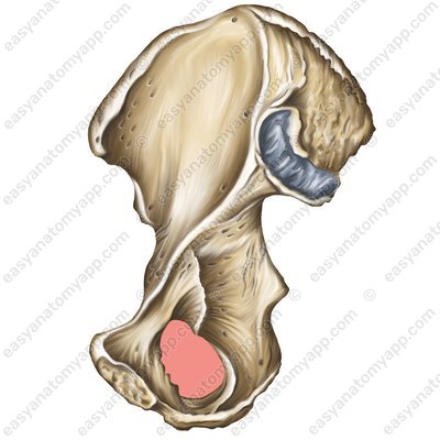 Obturator foramen (foramen obturatum)